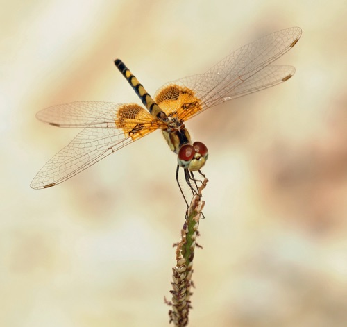 Female
2009_07_12_FL